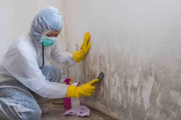Best Post-Flood Mold Remediation in Jamestown West, NY