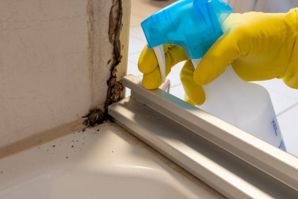 Best HVAC Mold Remediation in Jamestown West, NY