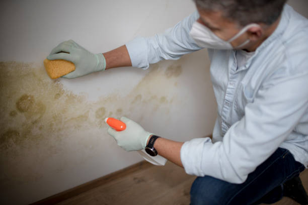 Best Insurance-Related Mold Remediation in Jamestown West, NY