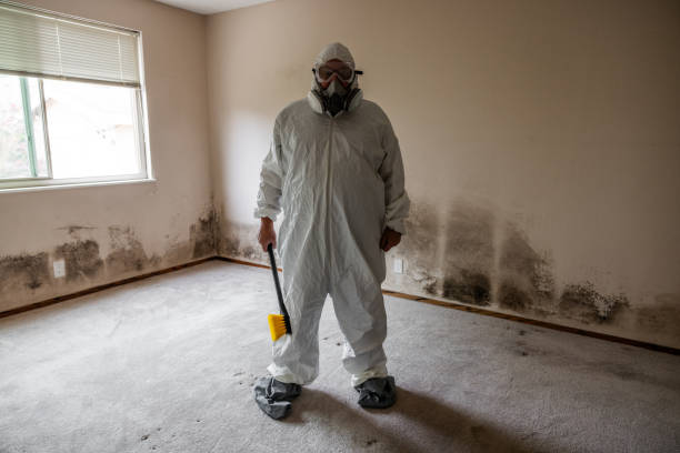 Best Commercial Mold Remediation in Jamestown West, NY