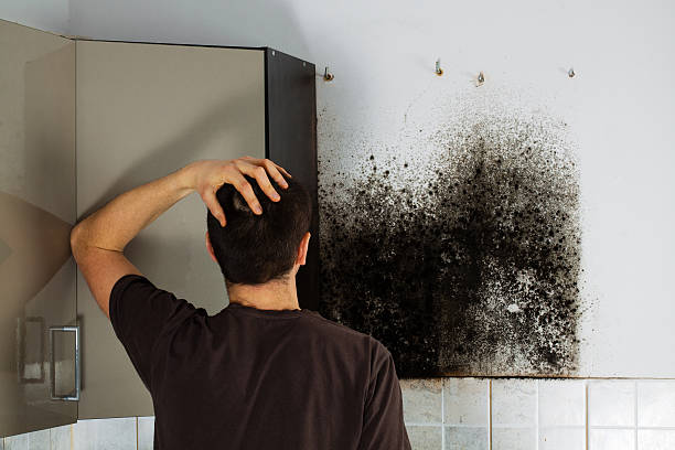 Best White Mold Remediation in Jamestown West, NY