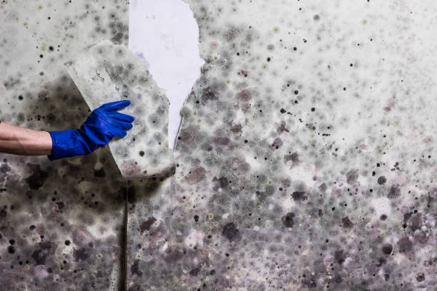 Best Residential Mold Remediation in Jamestown West, NY